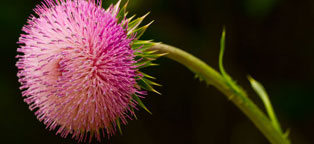 商业授权正版的DDOS在线压力测试