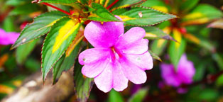 网页在线DDOS压力测试